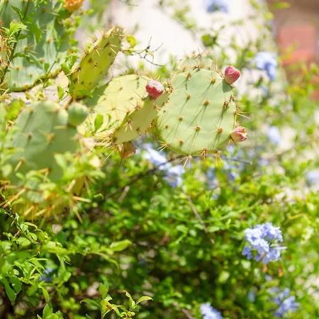 La Mariniero A 350m Des Plages - 4 Couchages - Wifi * Tolón